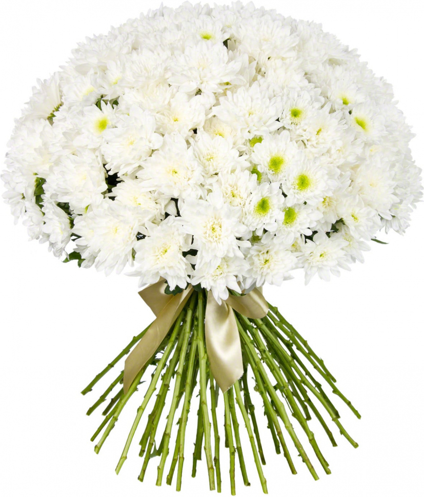 Кустовая белая хризантема